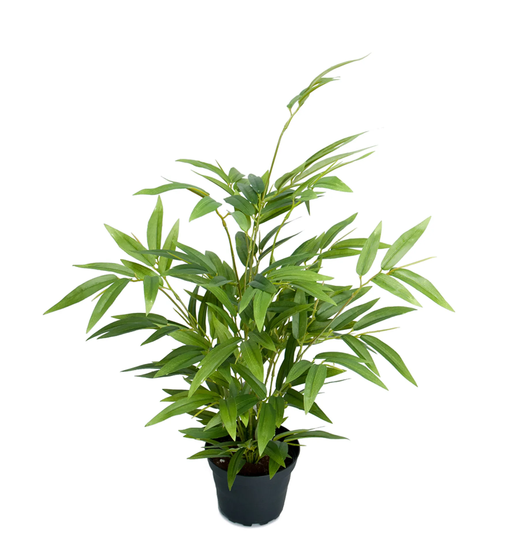 Best Mr Plant Bambu ruukussa